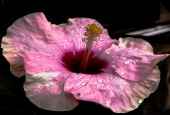 IIP Online Student Photography